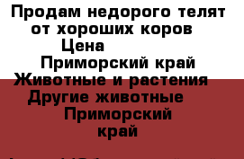 Продам недорого телят от хороших коров › Цена ­ 25 000 - Приморский край Животные и растения » Другие животные   . Приморский край